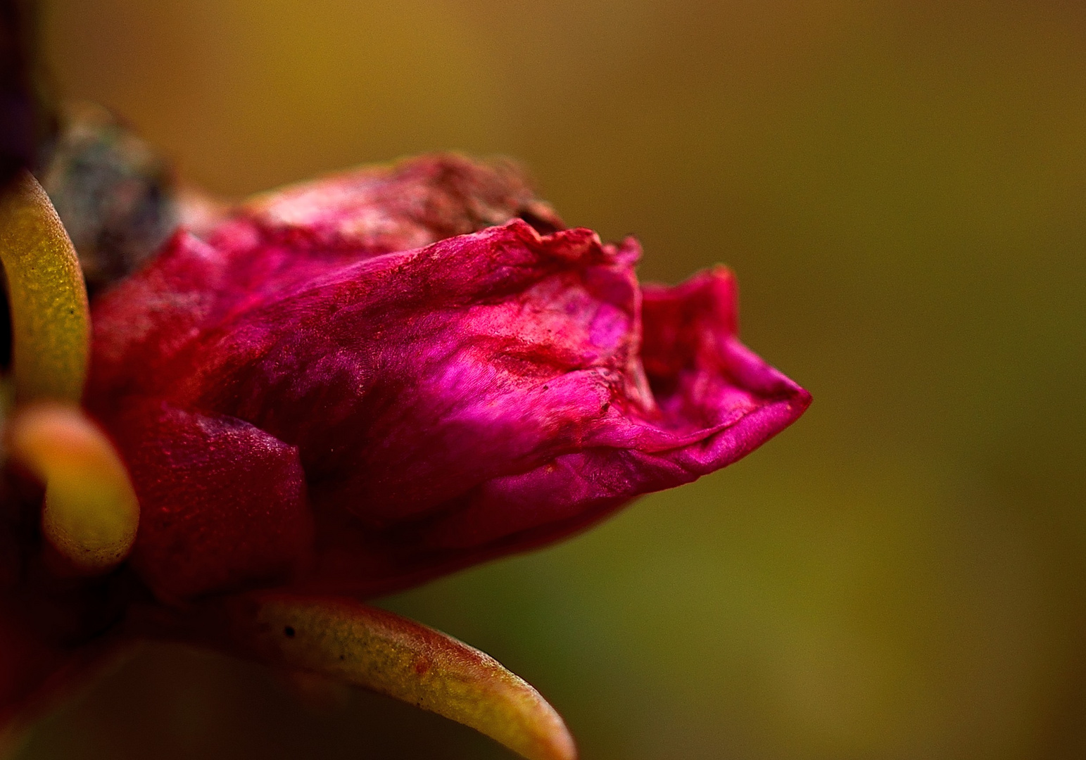 verregnete Blüte