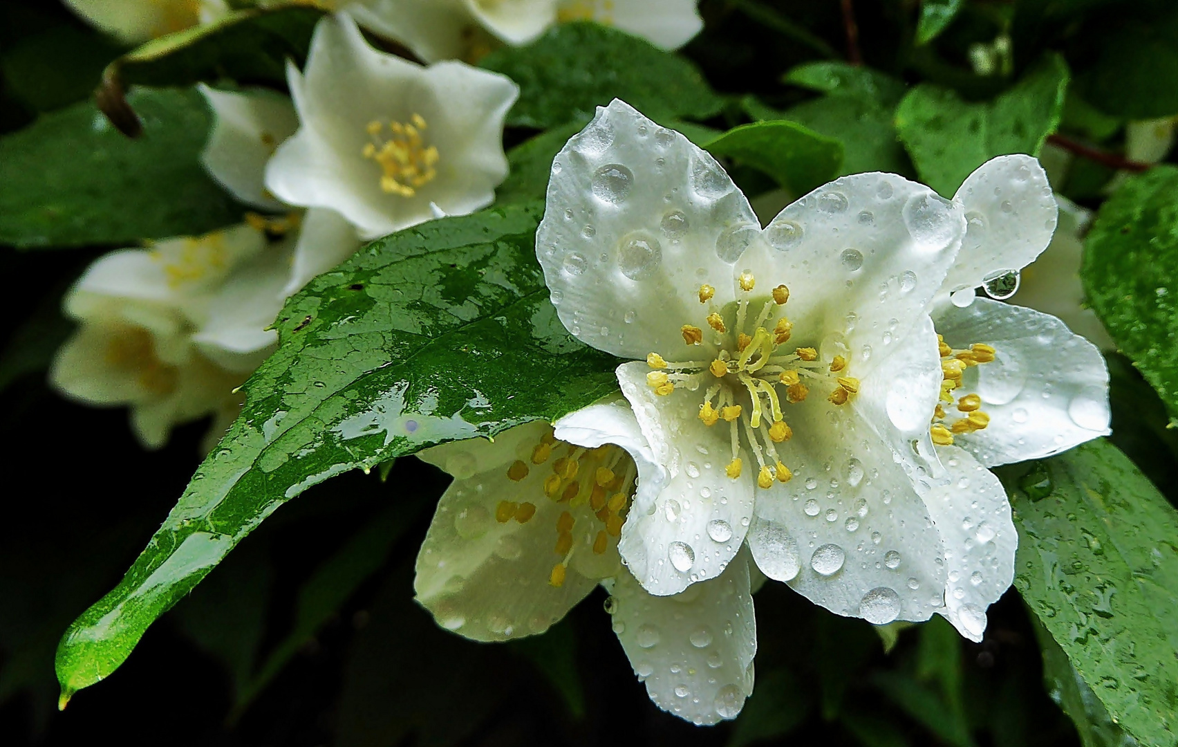 Verregnete Blüten