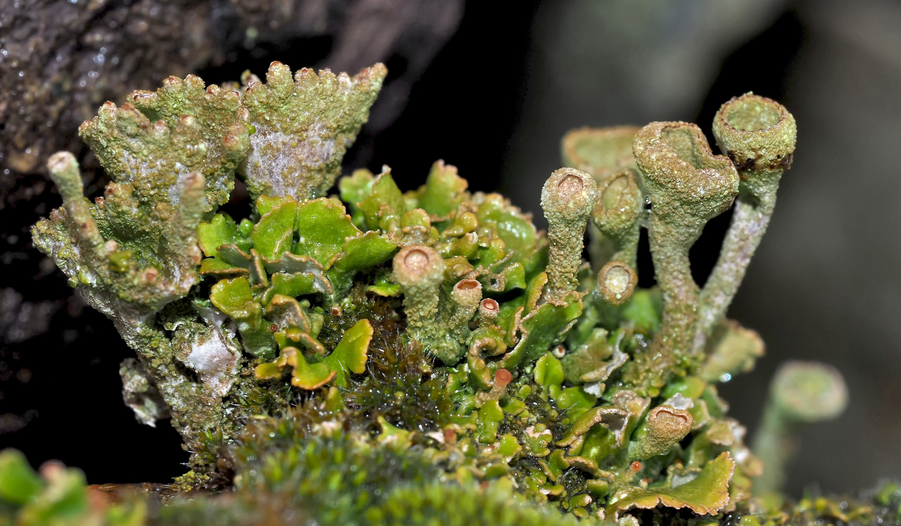Verregnete Cladonia-Party im Felsen-Sumpfgebiet! - La fête des lichens est troublée par la pluie...