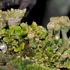 Verregnete Cladonia-Party im Felsen-Sumpfgebiet! - La fête des lichens est troublée par la pluie...