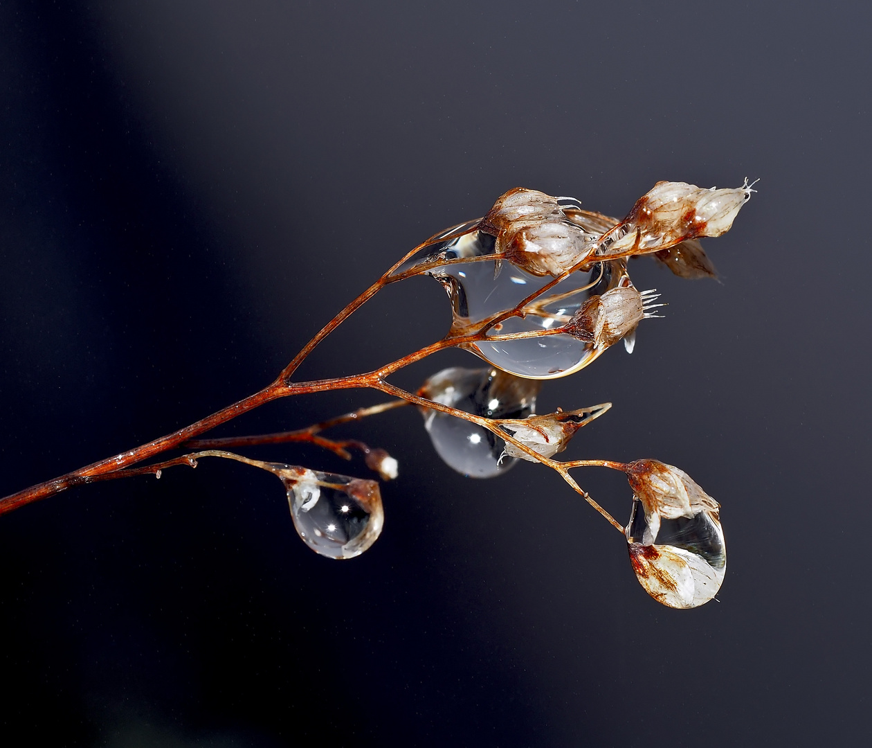 Verregnete dürre Blütenstände vom Mauerpfeffer (Sedum atratum)