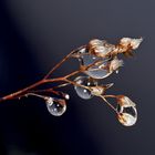 Verregnete dürre Blütenstände vom Mauerpfeffer (Sedum atratum)
