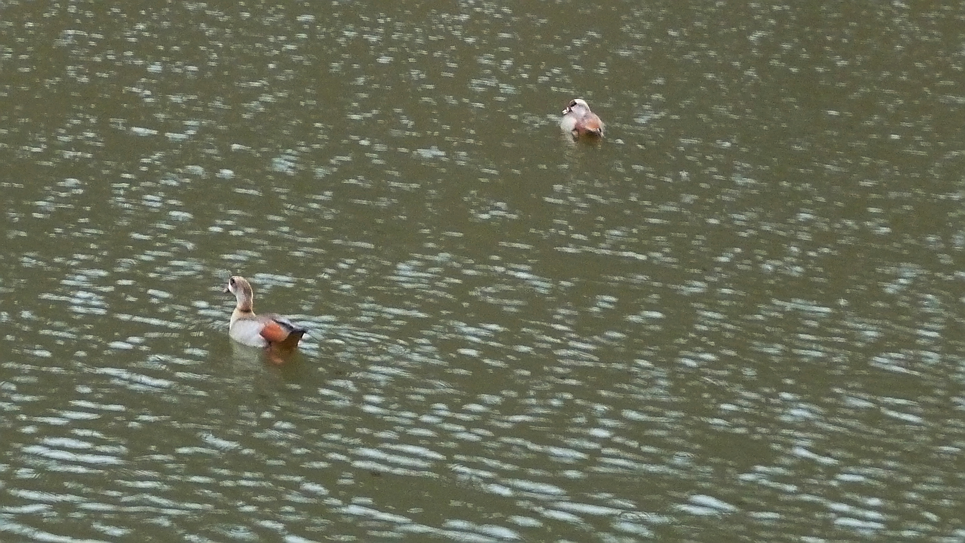 Verregnete Nilgänse im Thüringer Wald? - Ist ja irre!