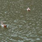 Verregnete Nilgänse im Thüringer Wald? - Ist ja irre!