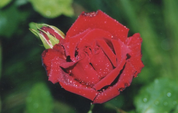 Verregnete Rose