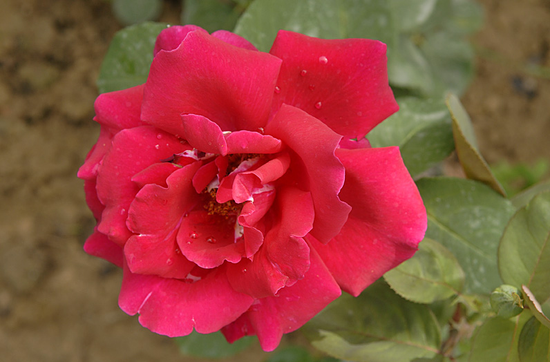 Verregnete Rose