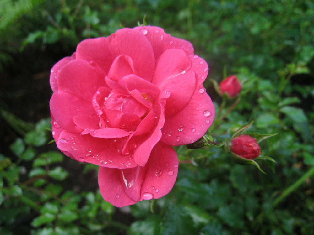 verregnete Rosenblüte