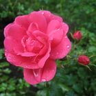 verregnete Rosenblüte