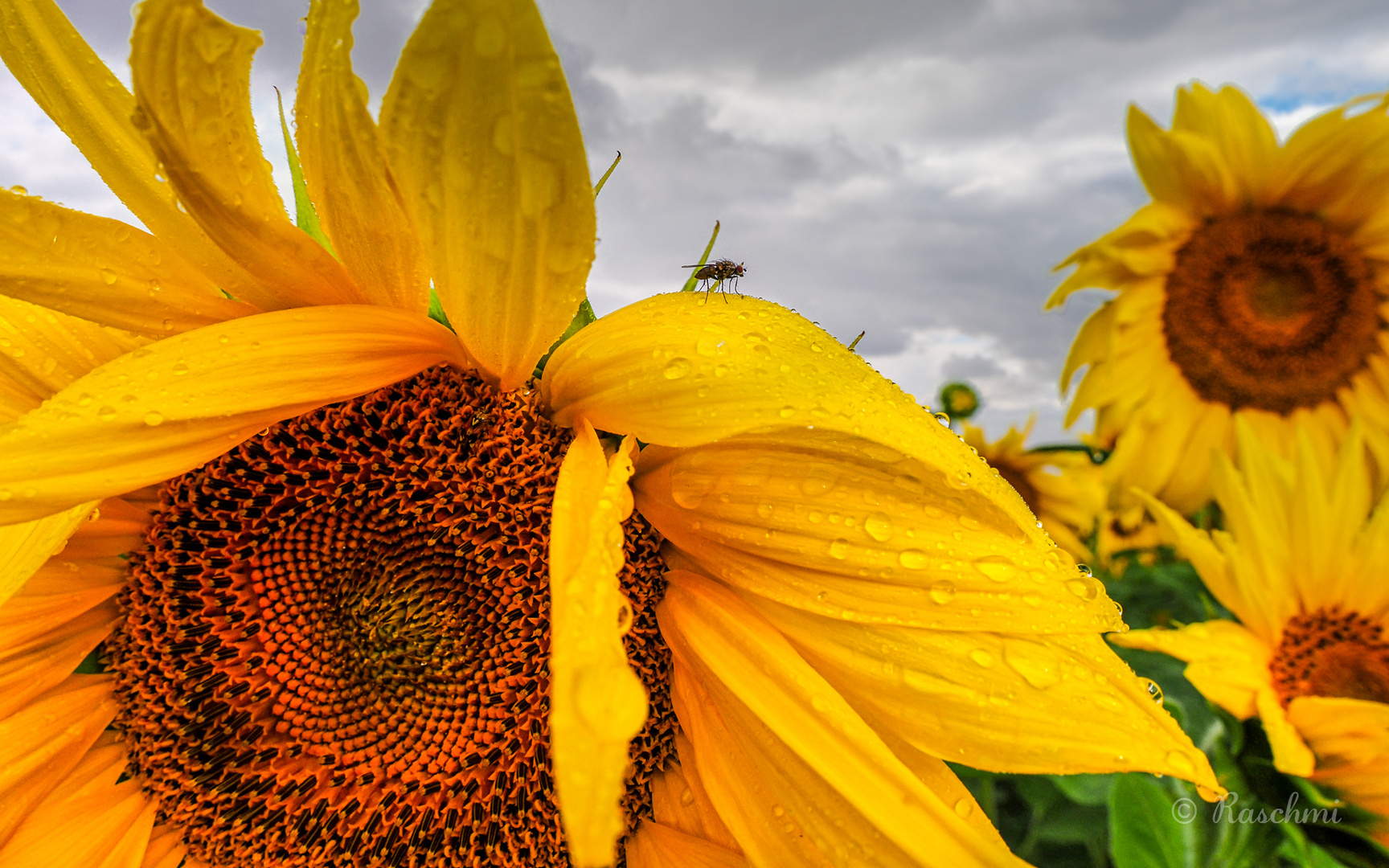 VERREGNETE SONNENBLUMEN