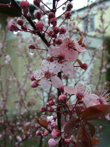 Verregneter Frühling