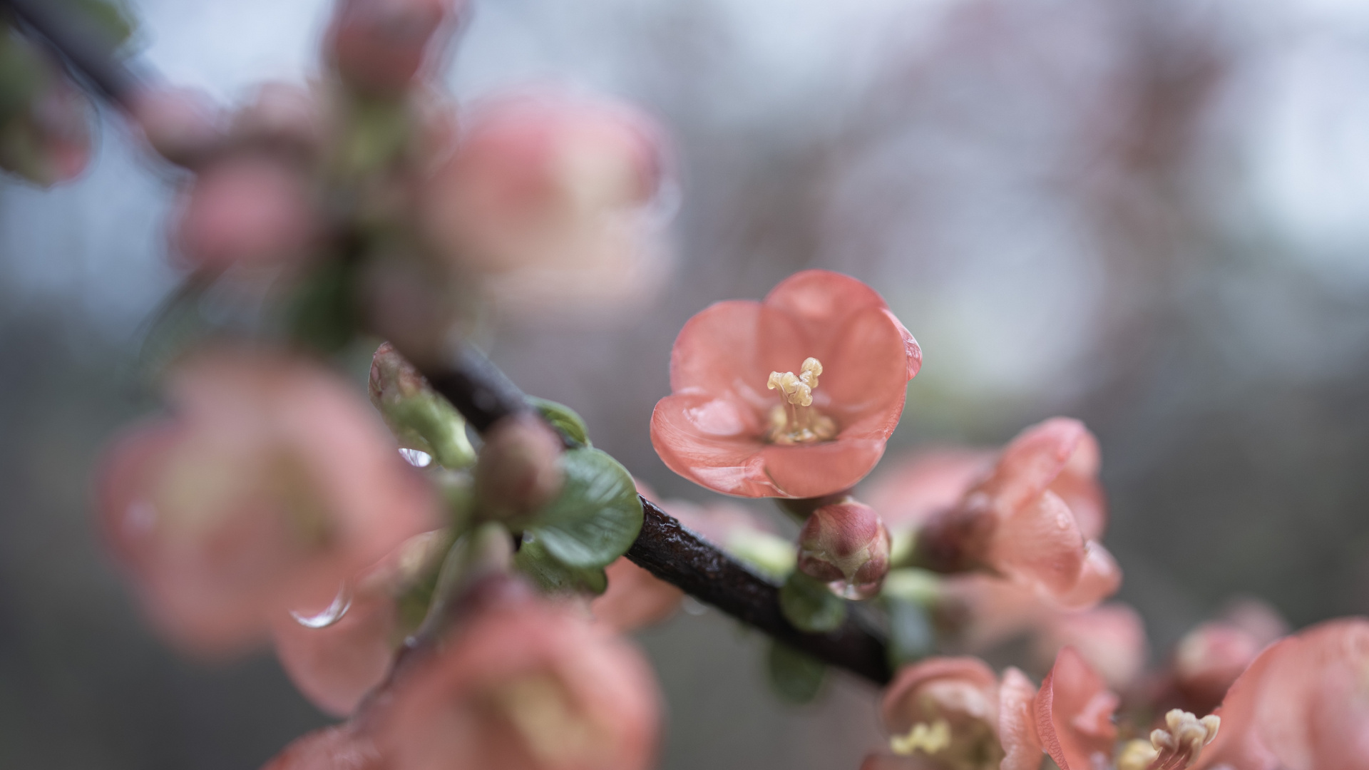 Verregneter Frühling III (Zierquitte)