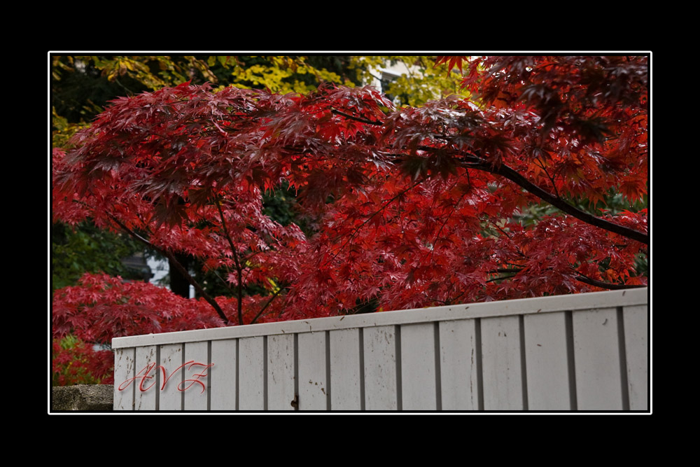 Verregneter Herbst