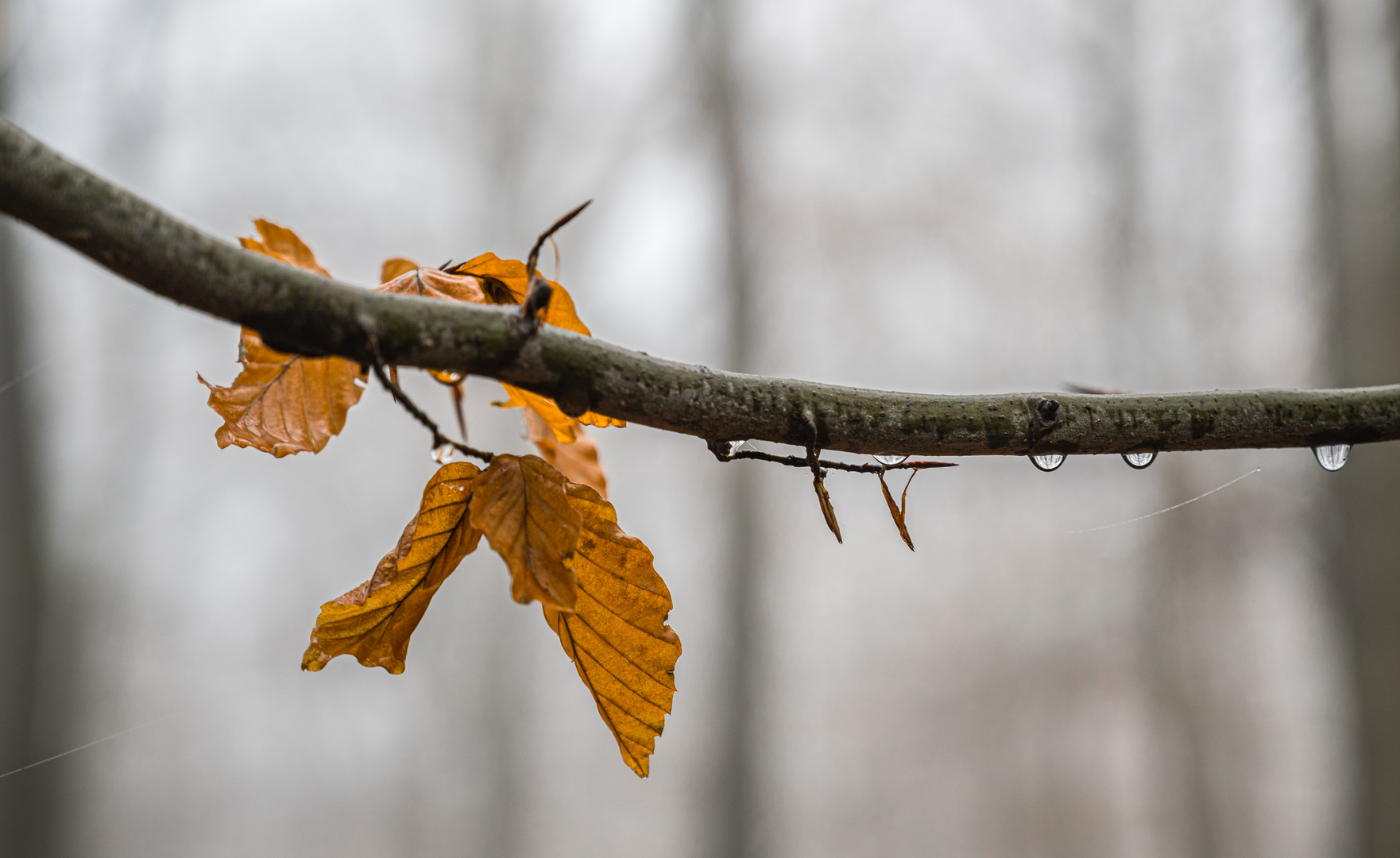 Verregneter Herbst