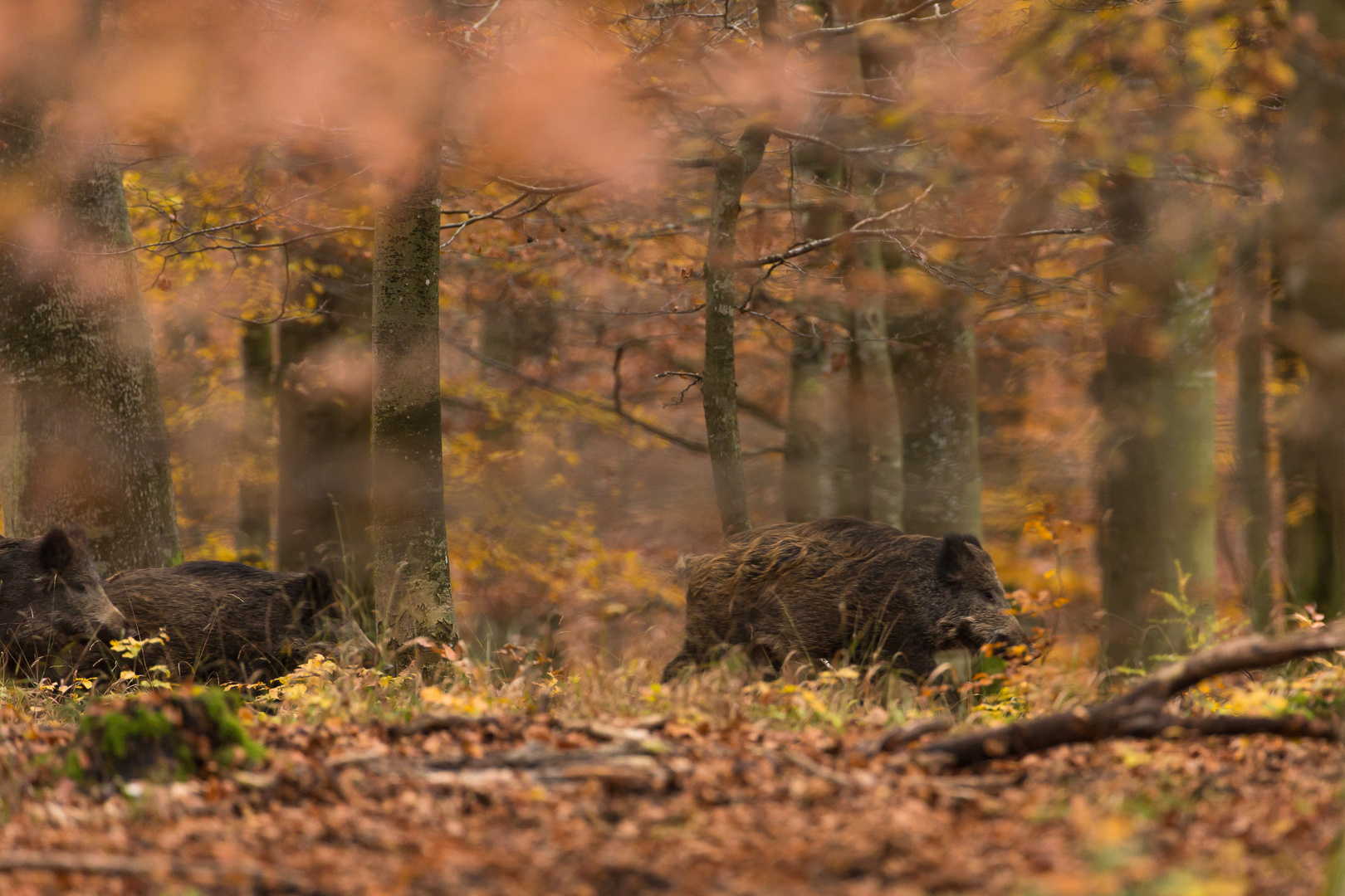 Verregneter Herbstmorgen...