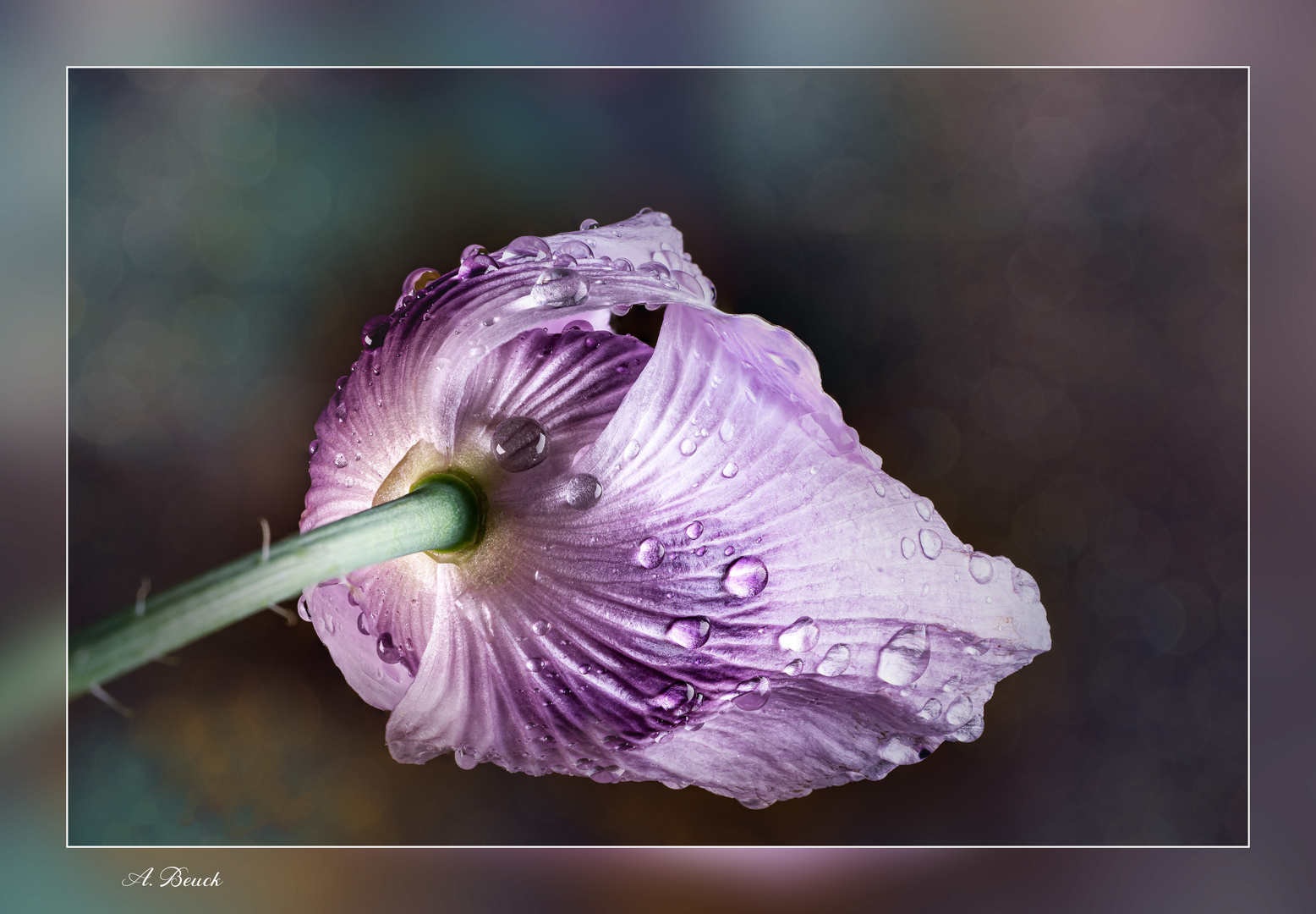 Verregneter Mohn