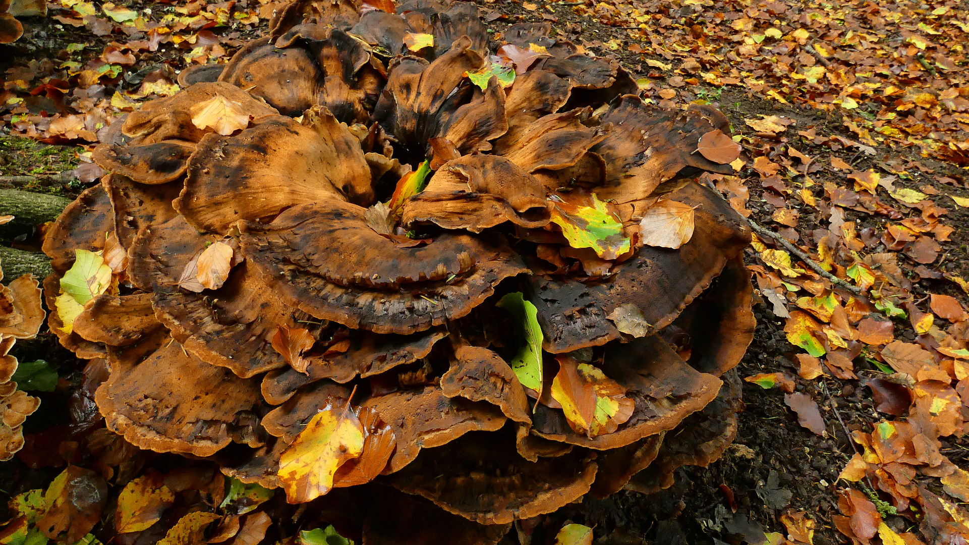 Verregneter Pilz