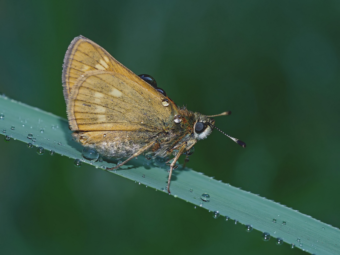 Verregneter Rostfarbiger Dickkopffalter (Ochlodes sylvanus).