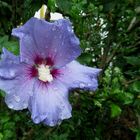 Verregneter Sommer 2