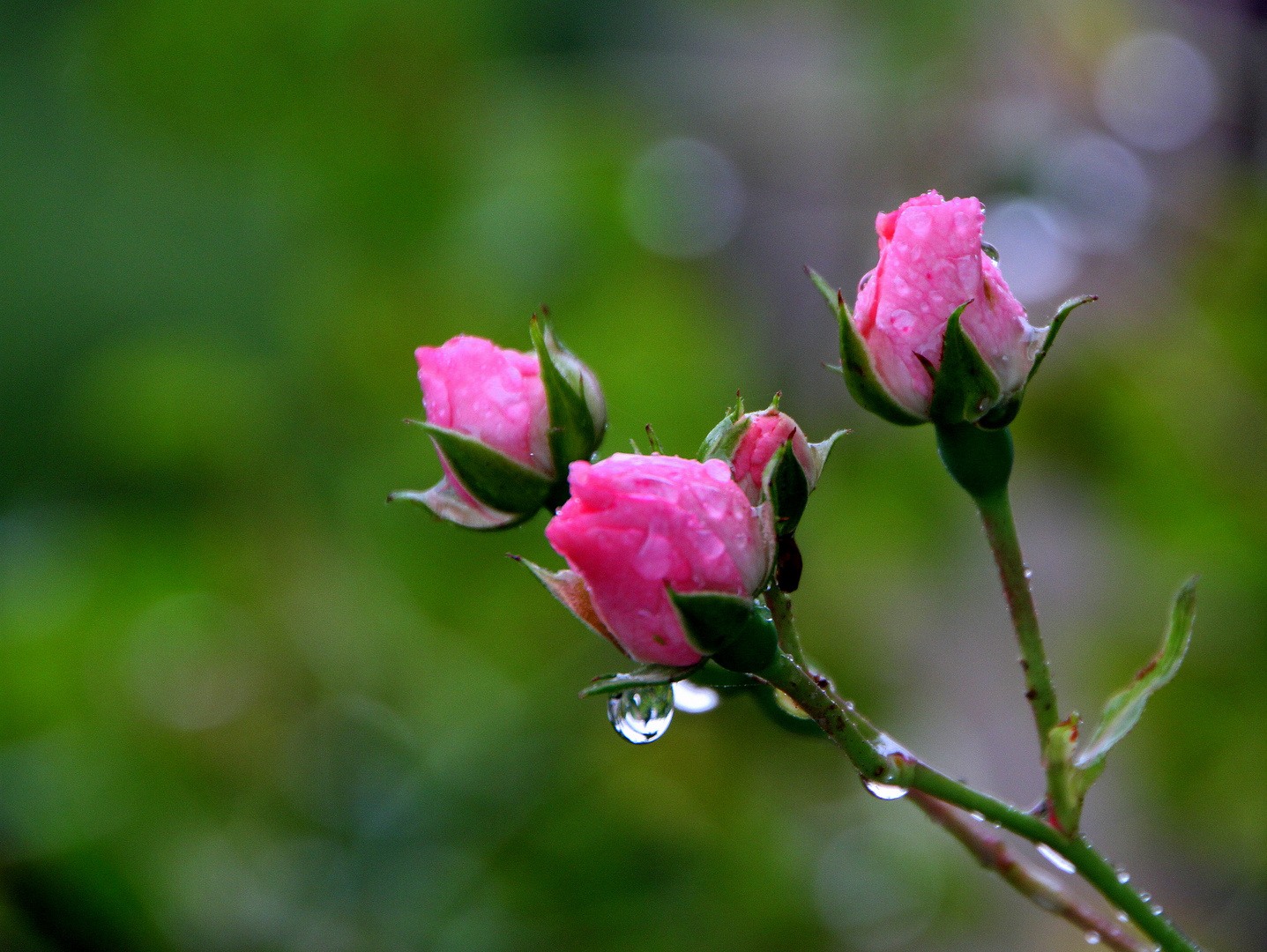 Verregneter Sommer