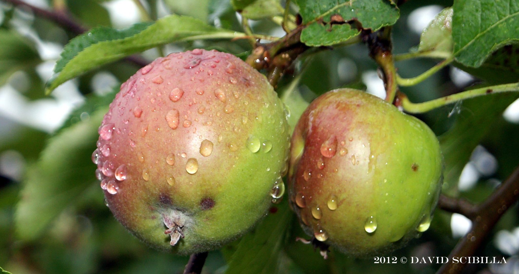 Verregneter Sommer