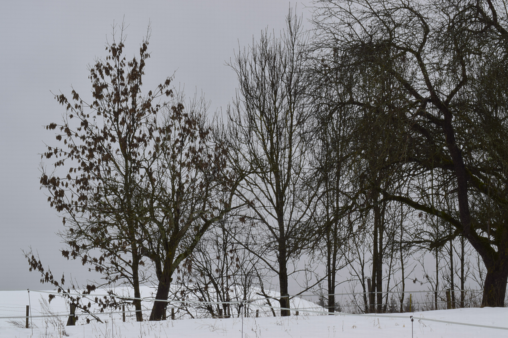 verregneter Wintermorgen 