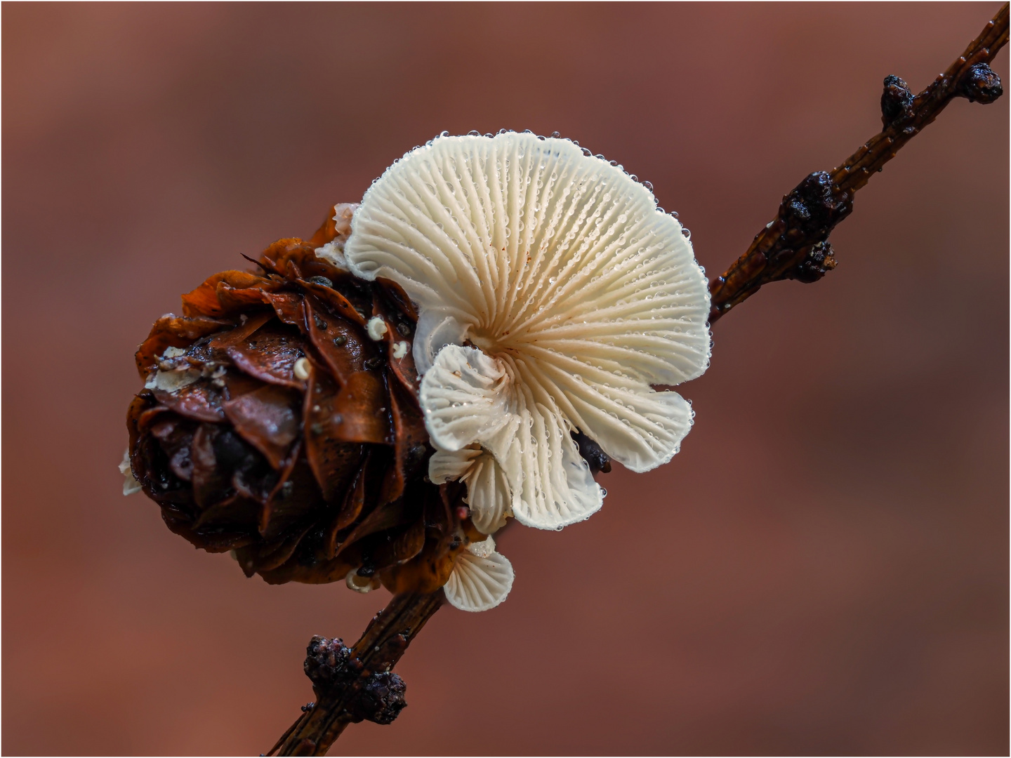 Verregnetes Mittwochsblümchen