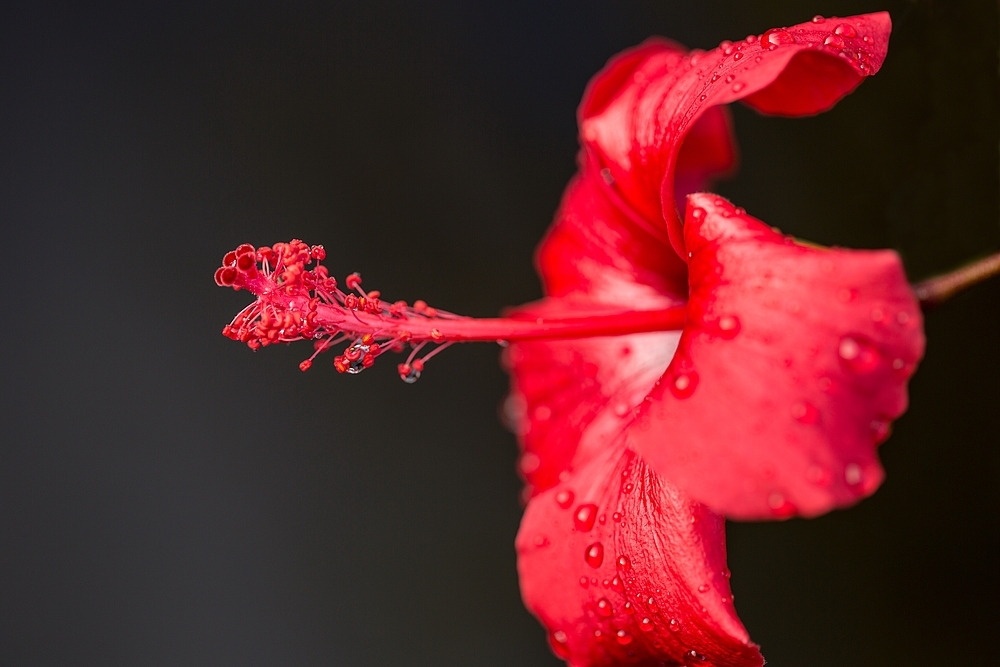 Verregnetes Sonntagsblümchen