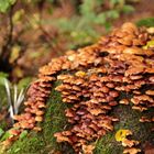 Verrotteter Baumstumpf als Nährboden für Pilze