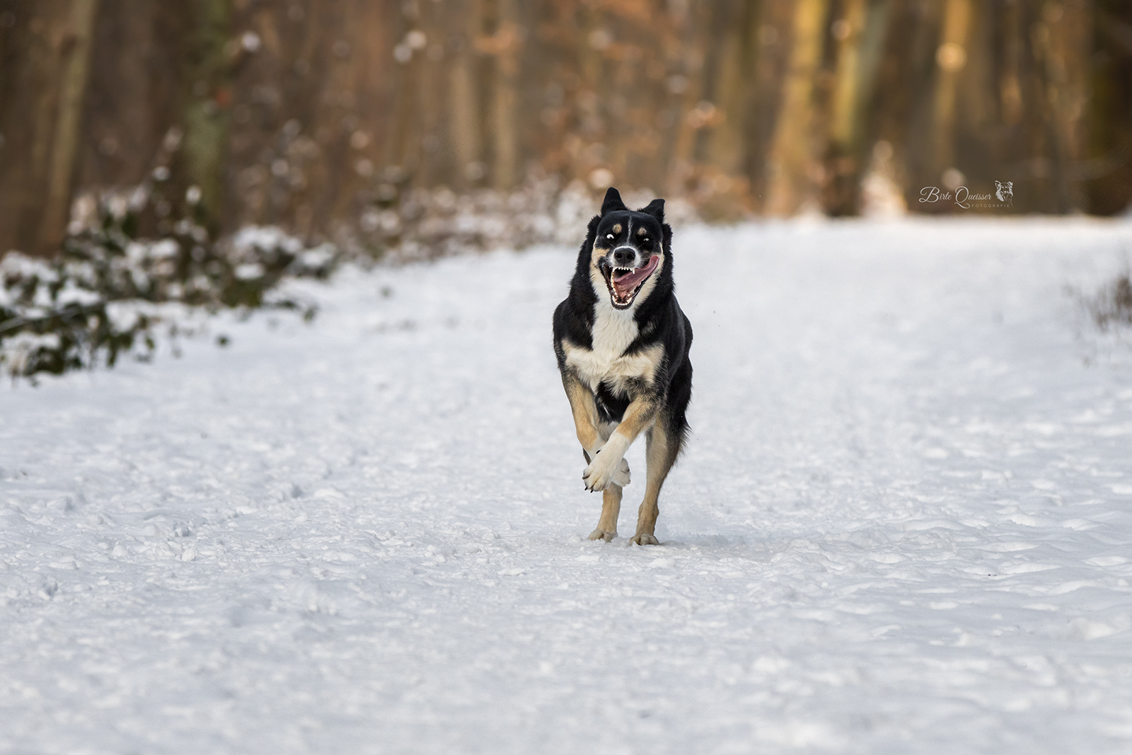 verrückt im Schnee