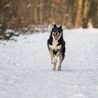 verrückt im Schnee