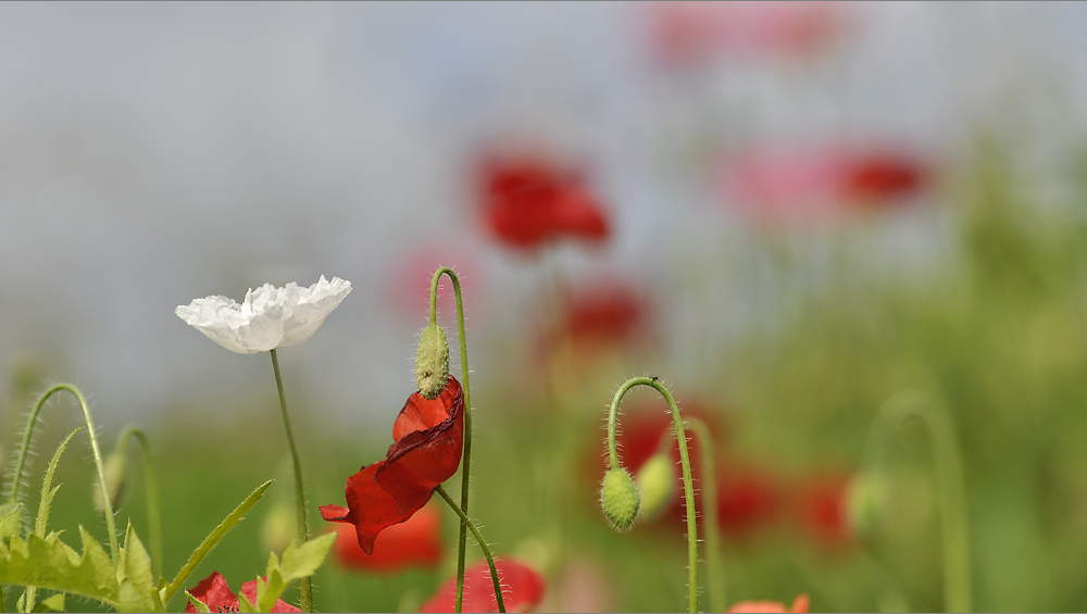 Verrückt nach Mohn