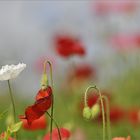 Verrückt nach Mohn