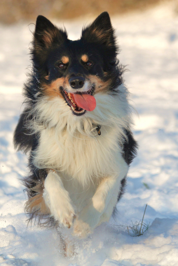 *Verrückt nach Schnee*