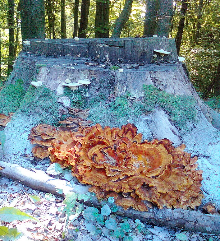 Verrückte Farbe ?