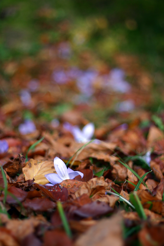 Verrückte Herbst