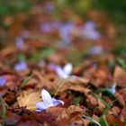 Verrückte Herbst