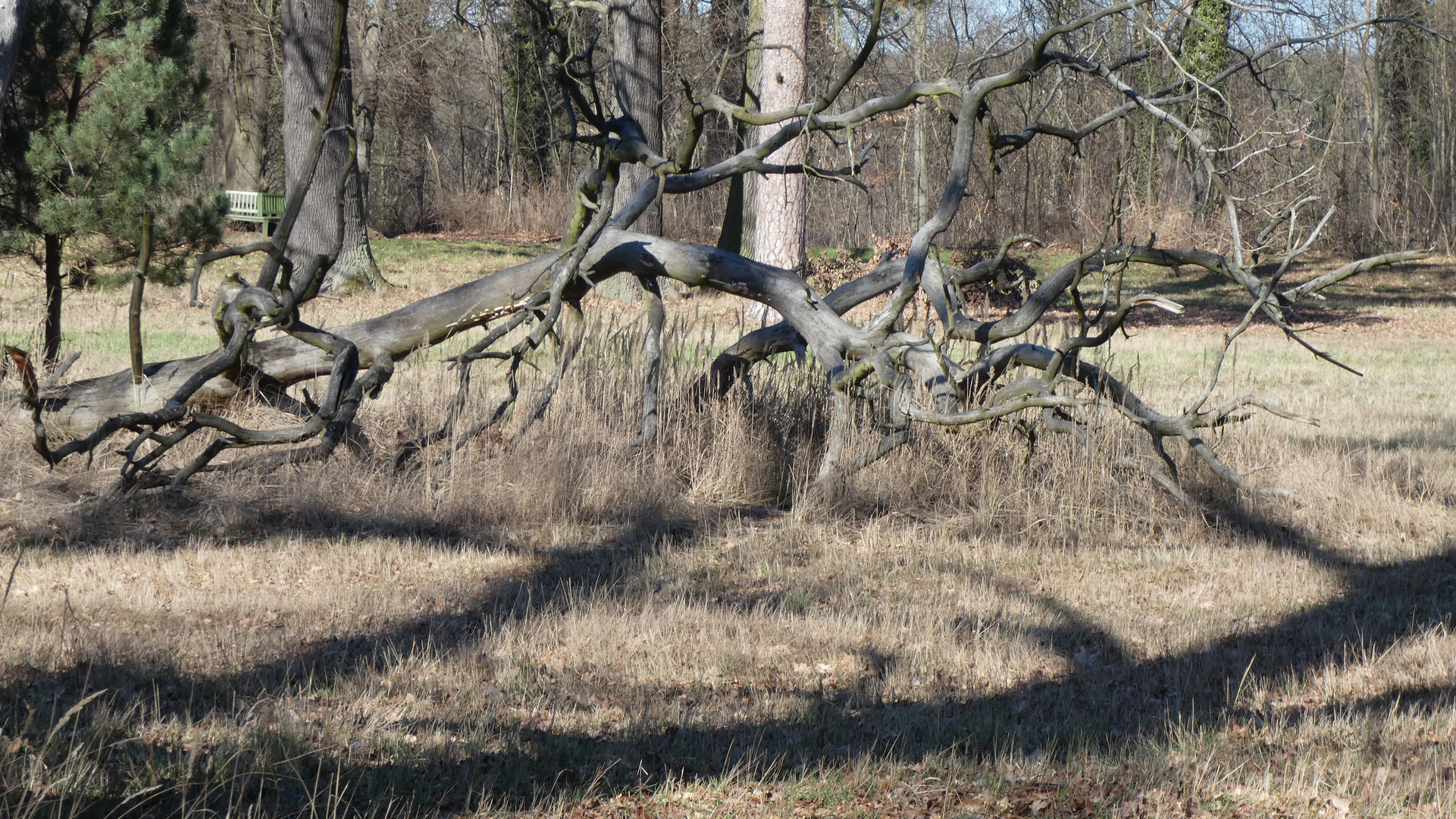 verrückte Natur