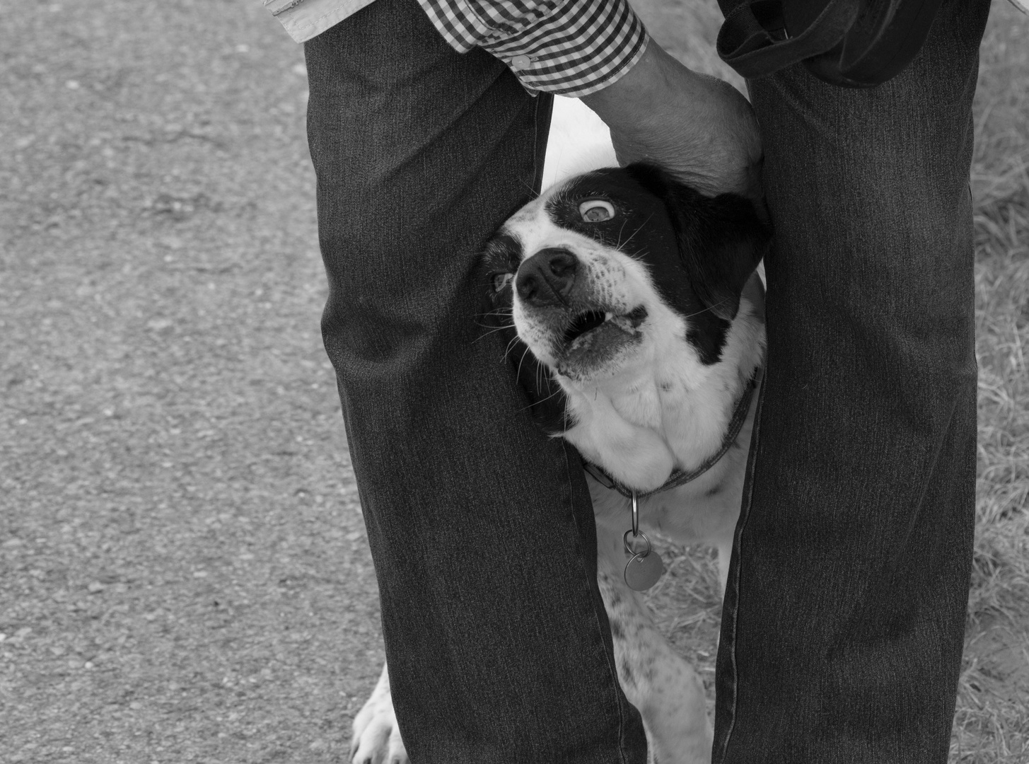 Verrückter Hund beim Kopf Abtrocknen