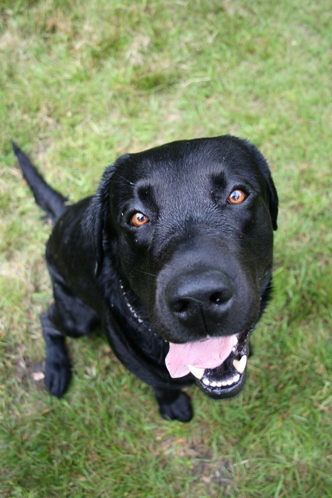 Verrückter Labradodle...