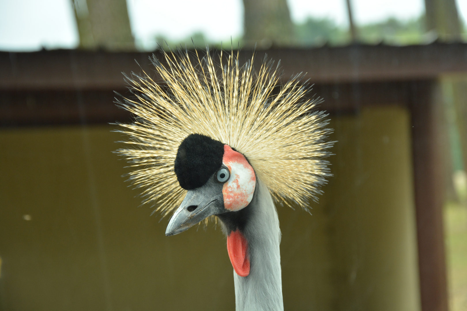 Verrückter Vogel