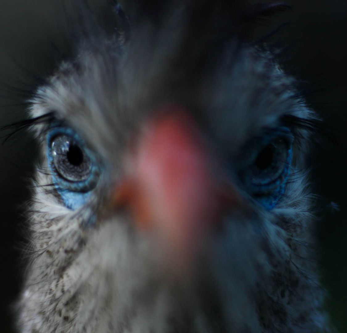 Verrückter Vogel