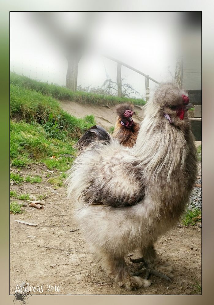 Verrücktes Huhn Verrücktes Huhn