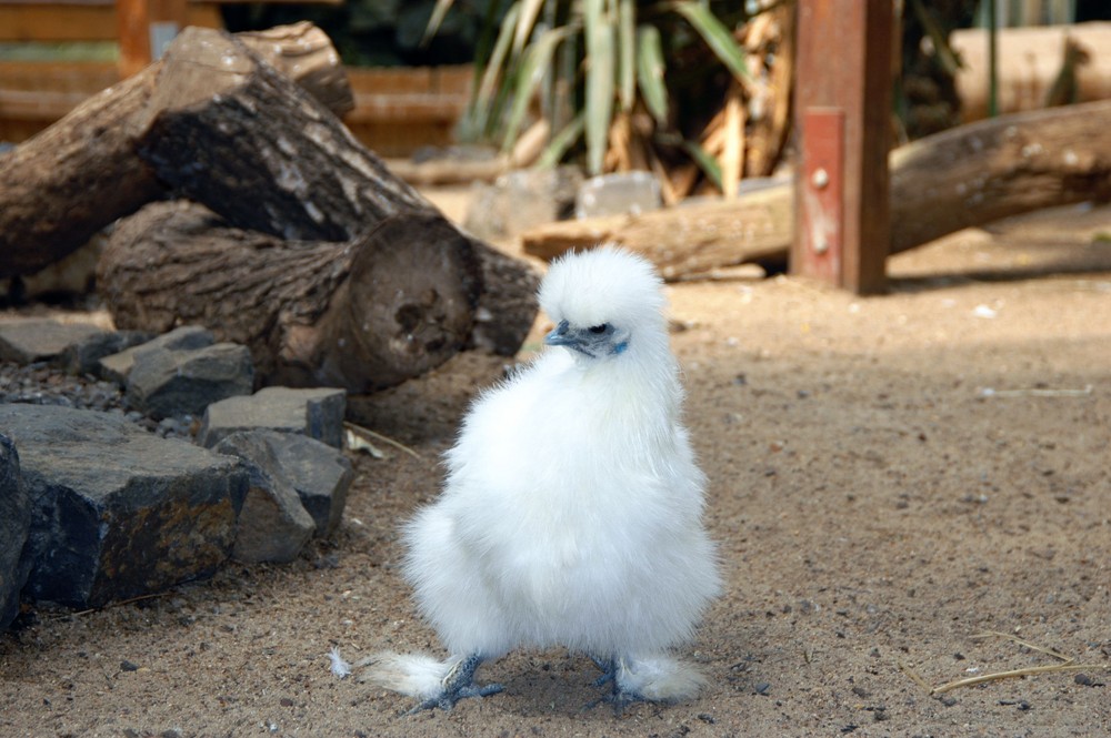 Verrücktes Huhn