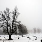 vers la fin de l'hiver - am Ende des Winters