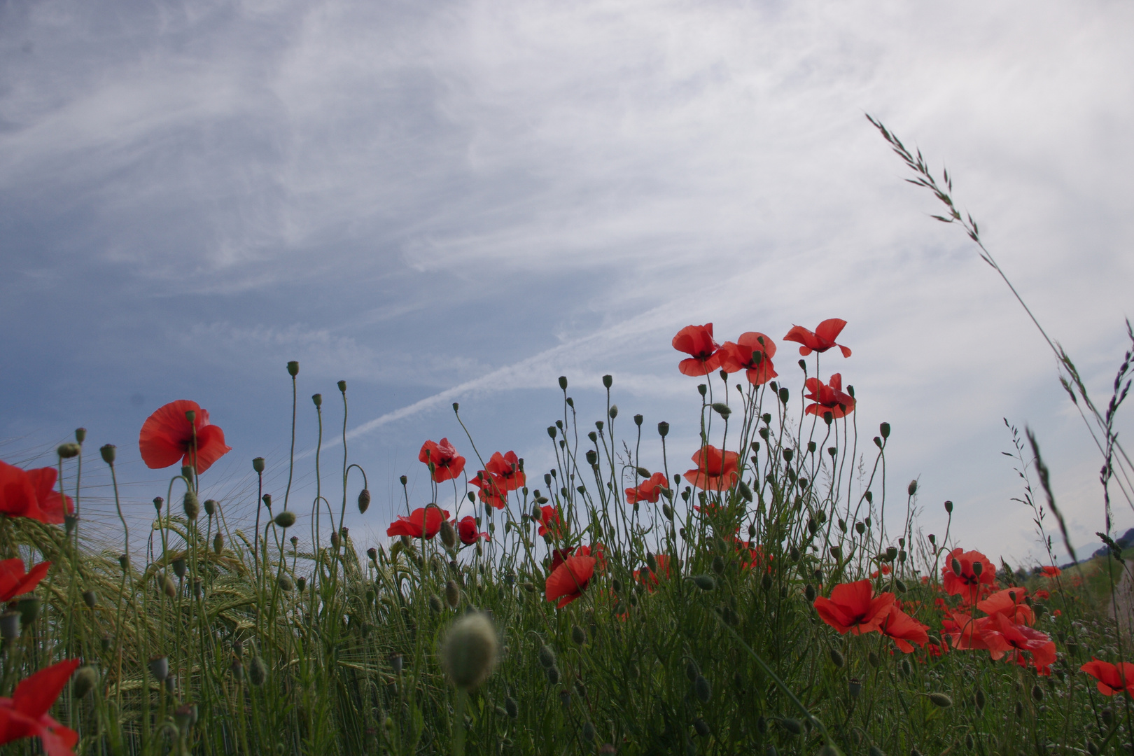 Vers le ciel ....