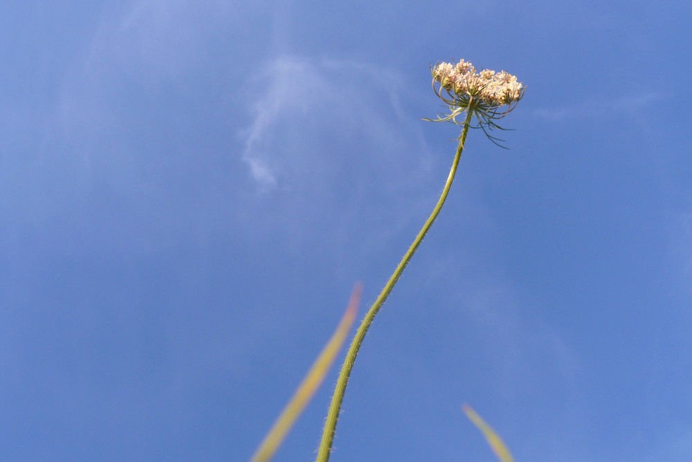 vers le ciel