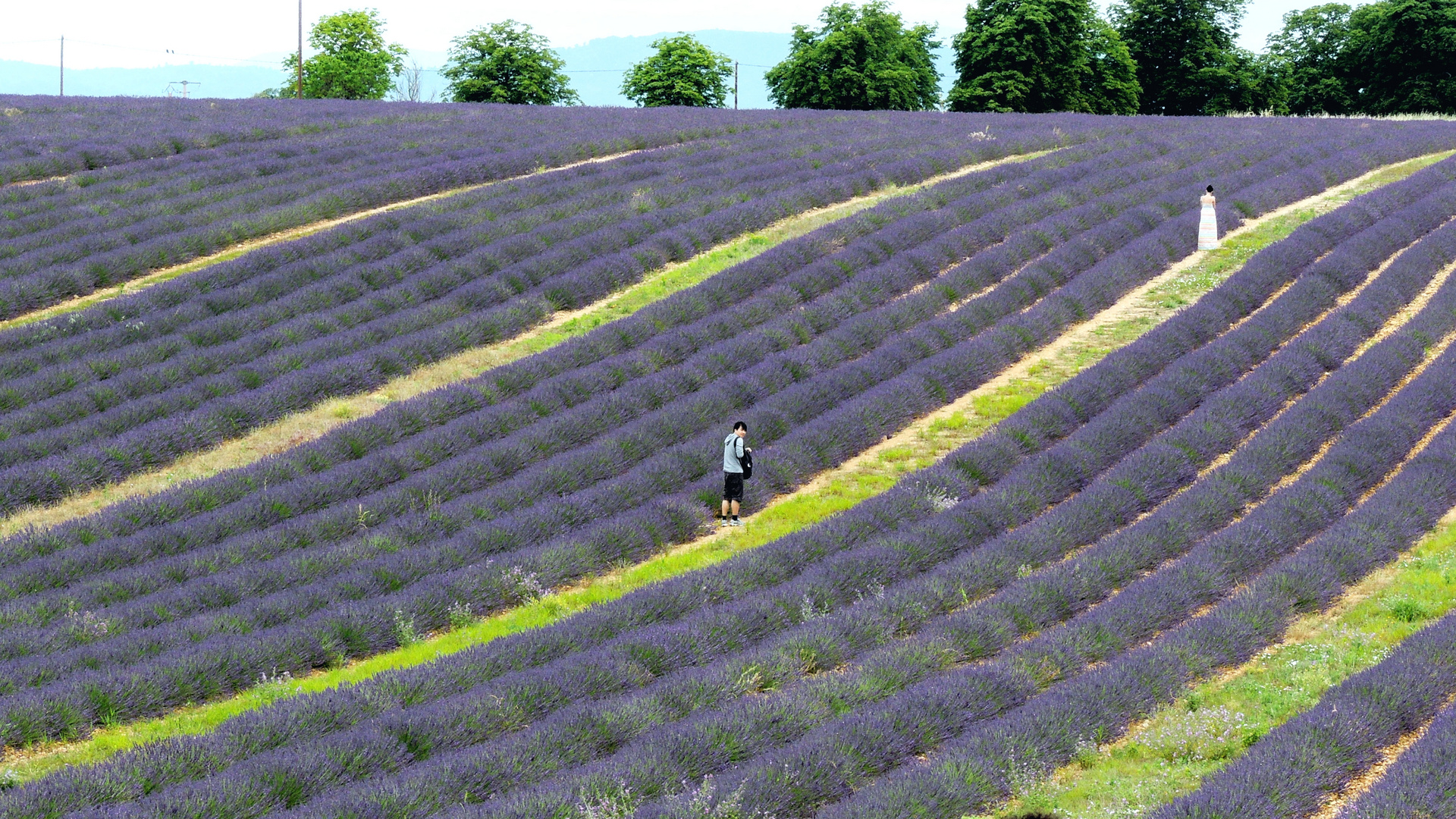 Vers le destin sur tapis de lavande....In Richtung des Schicksals auf Lavendelteppich