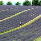 Vers le destin sur tapis de lavande....In Richtung des Schicksals auf Lavendelteppich