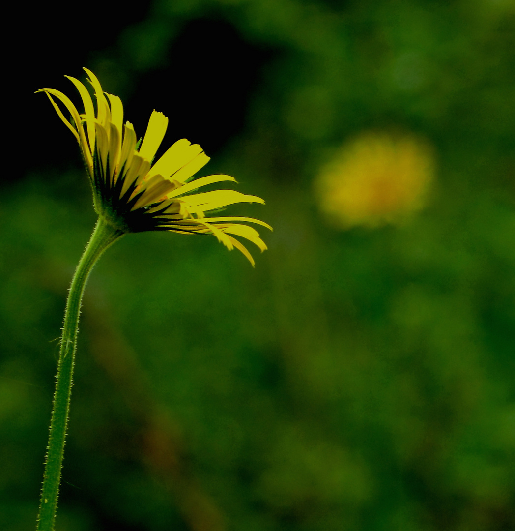 vers le soleil