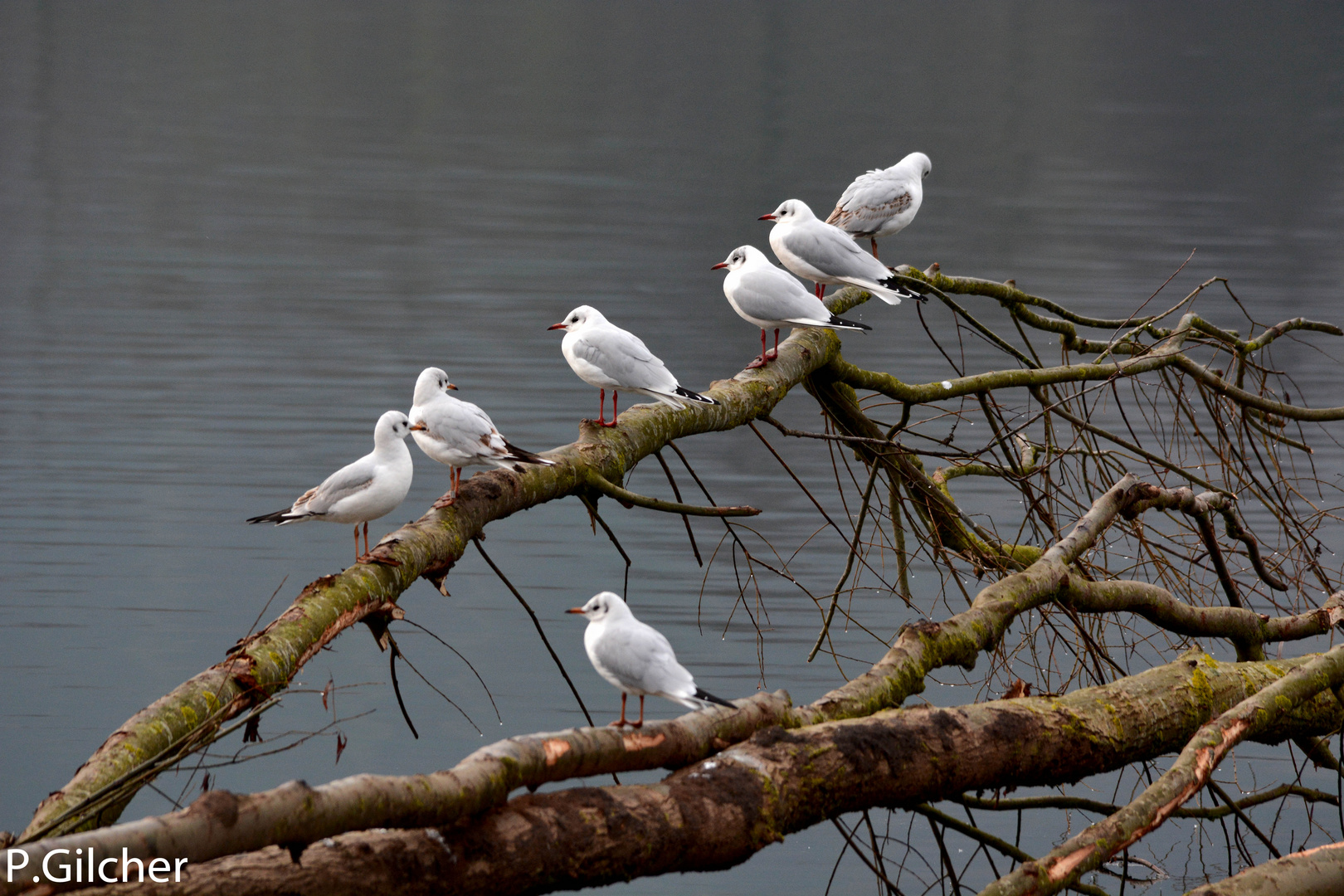 Versamlung am See